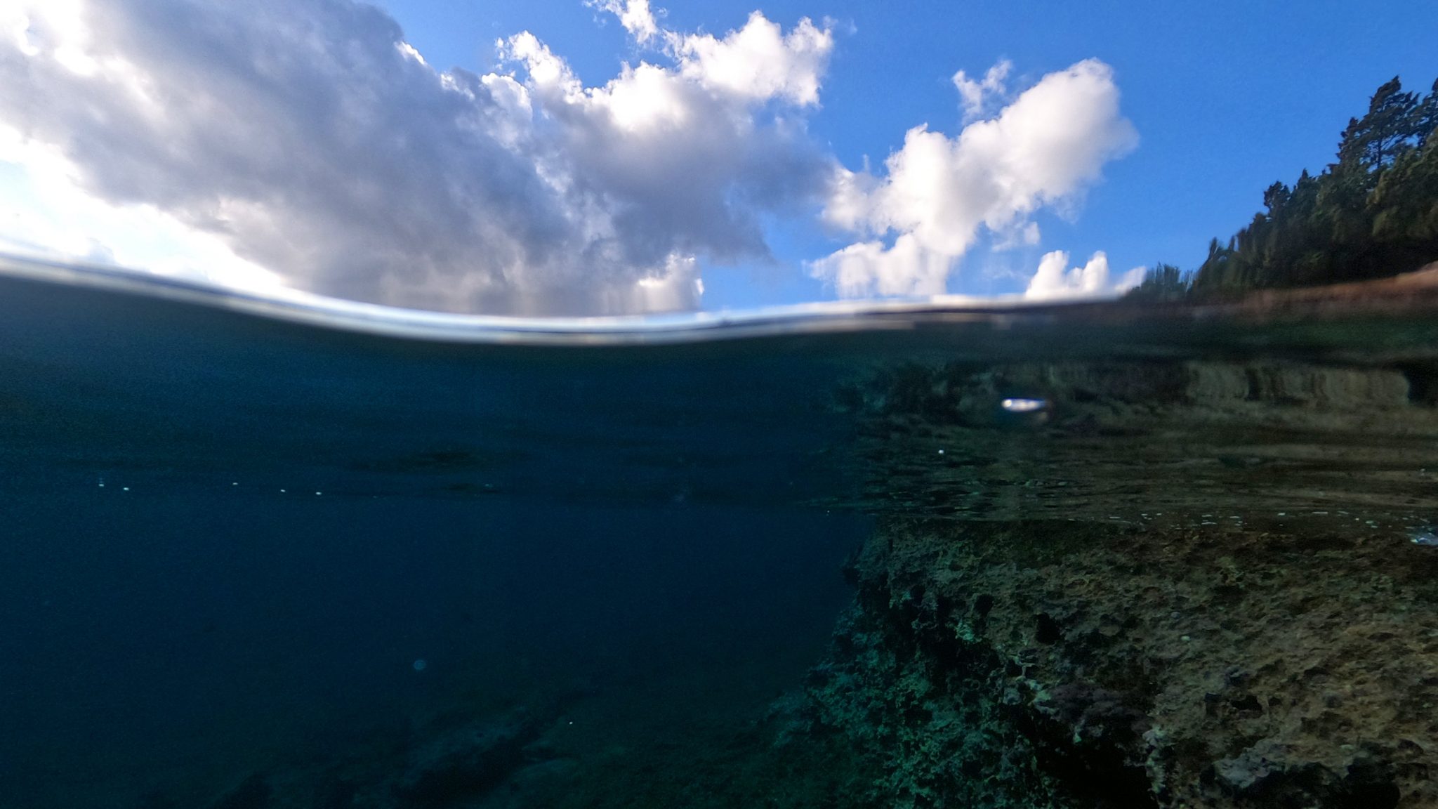 What Makes Deep-Sea Hydrothermal Vents So Unusual? - ARGO.net Science
