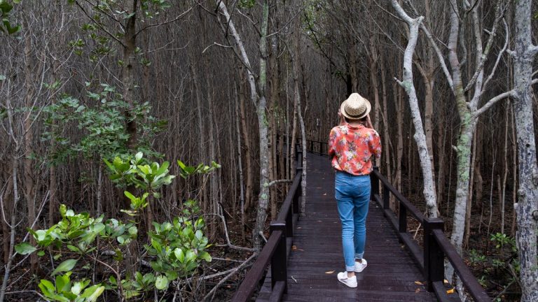 Mangrove roots