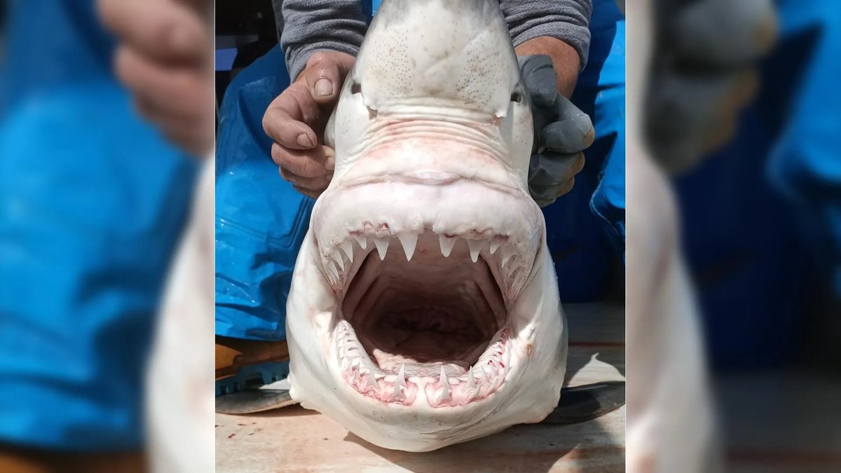 Close-up of the juvenile great white shark