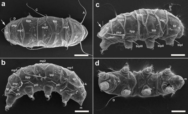 Antarctic tardigrade microscope images