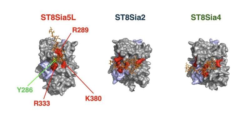 The three enzymes shown here build polysialic acid (orange), a long sugar chain important for brain development and function. ST8Sia5L (left) builds the chain only on itself, a newly discovered activity. The four labeled amino acids on ST8Sia5L (R289, R333, and K380 in red; Y286 in green) are important for its polysialic acid synthesis. The resulting polysialic acid silences enzyme activity and triggers its secretion from the cell. ST8Sia2 (center) and ST8Sia4 (right) mainly add polysialic acid to other molecules