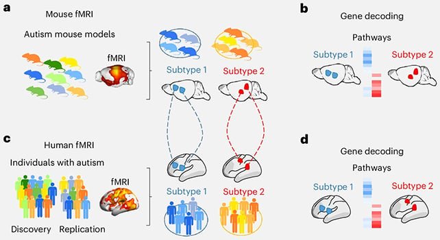 Autism subtype pathways in human and mouse brain data
