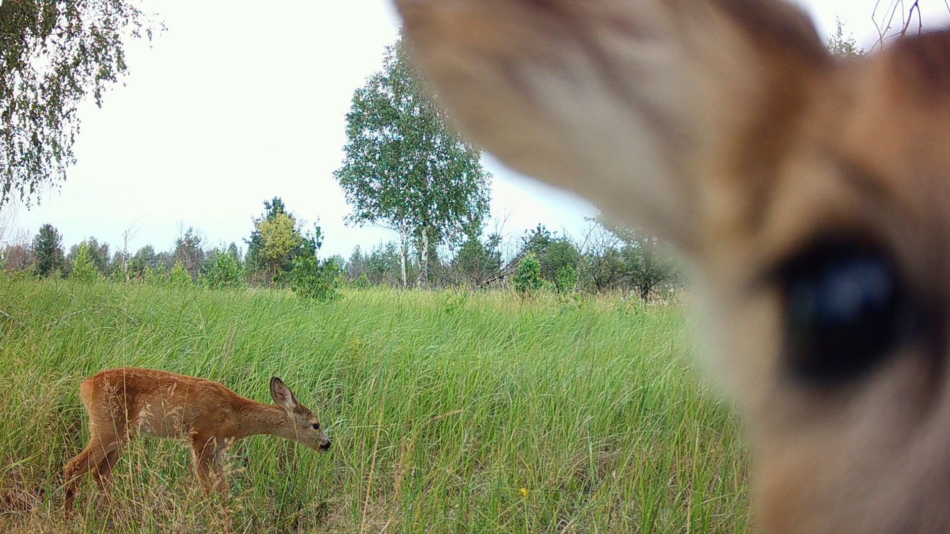 A deer photographed by a camera trap in the Chernobyl Exclusion Zone