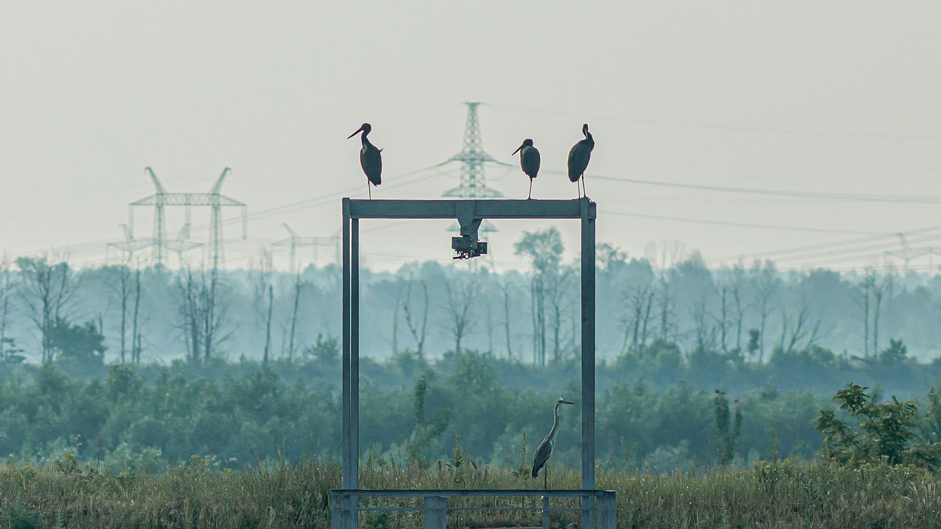 Birds perched on monitoring equipment in the Chernobyl Exclusion Zone