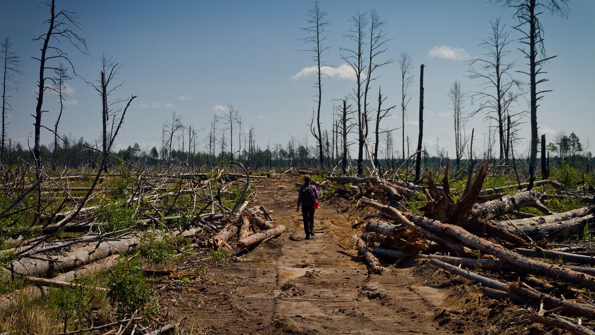 Damaged forest habitat inside the Chernobyl Exclusion Zone