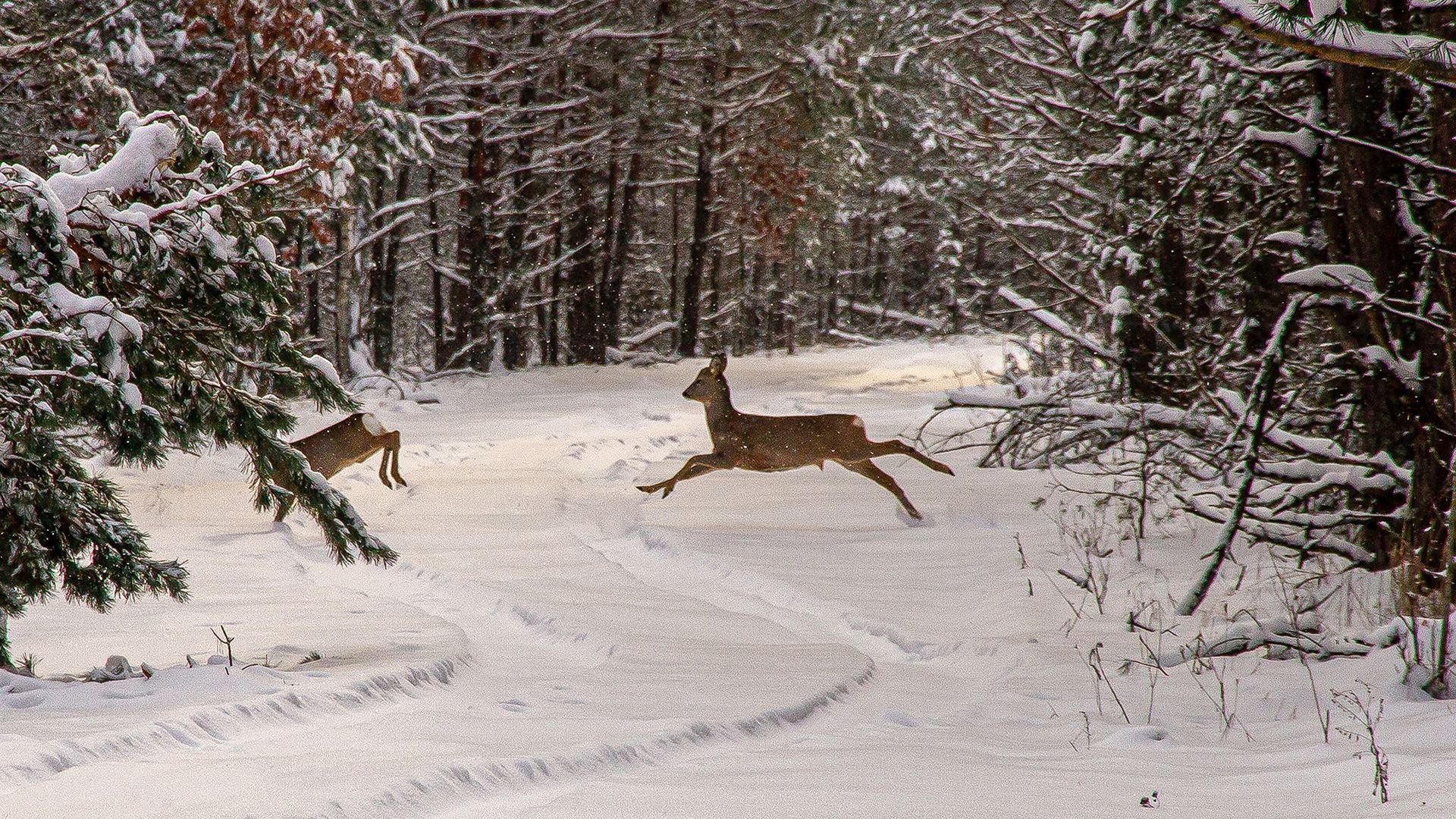 Deer moving through snowy forest in the Chernobyl Exclusion Zone
