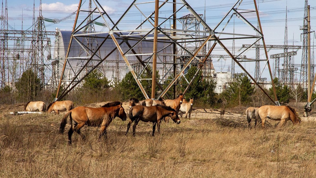 Przewalski's horses in the Chernobyl Exclusion Zone
