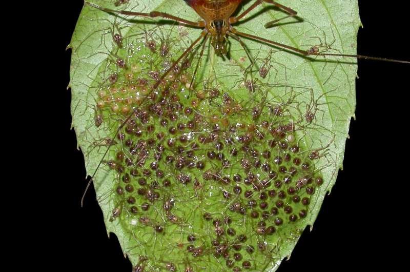 Deltilagus spider guarding eggs