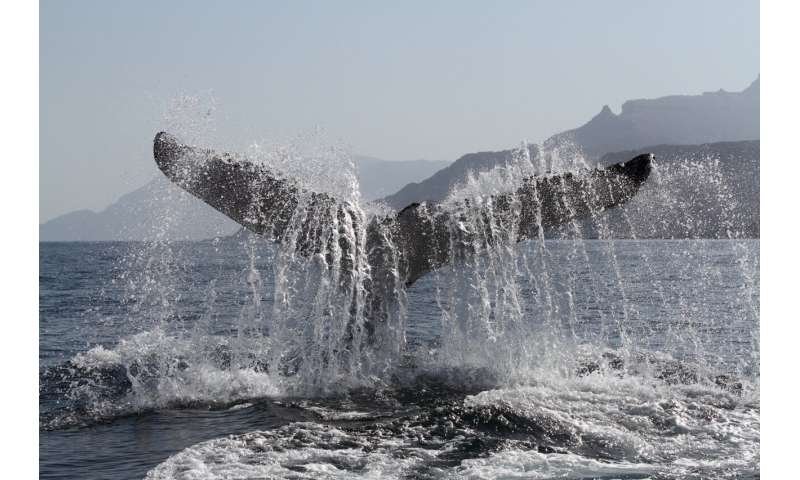Arabian humpback whale fluke