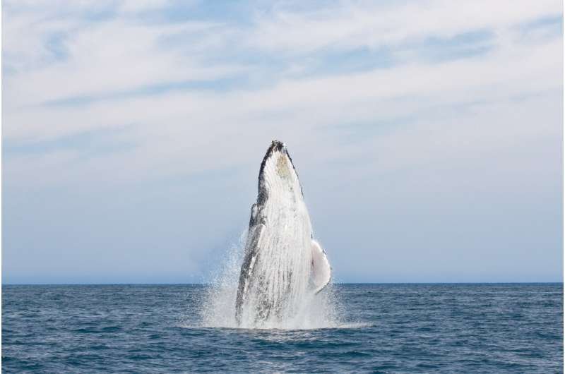 Arabian humpback whale surfacing