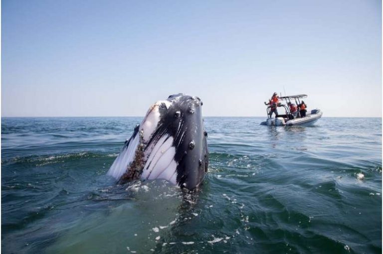 Arabian Sea humpback whale surfacing near a research vessel