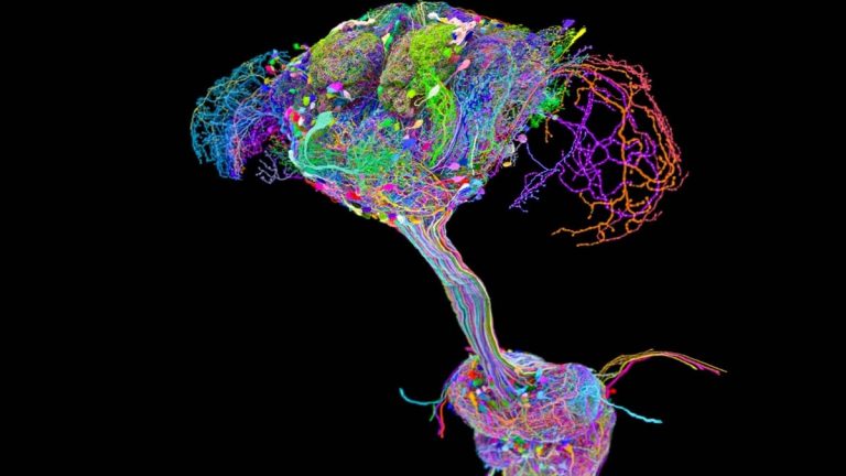 The connectome maps how neurons in the fruit fly brain connect to those in its body via its spinal cord equivalent