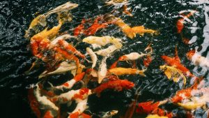 Goldfish swimming in a pond