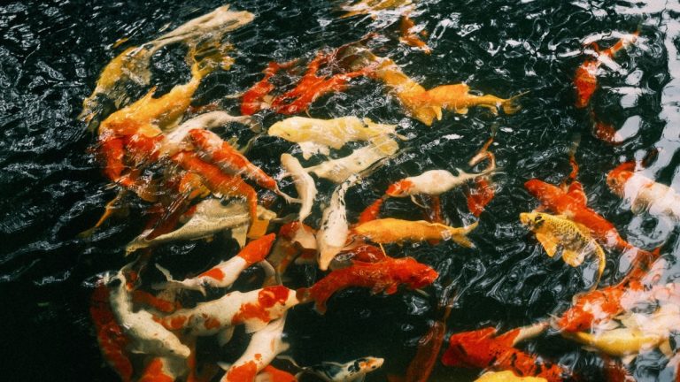 Goldfish swimming in a pond
