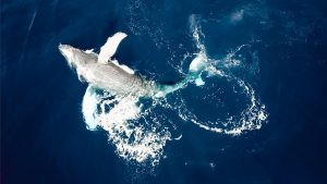 Humpback whale swimming in the ocean