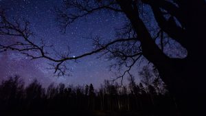 Colorful milky way galaxy seen in night sky through black trees in forest