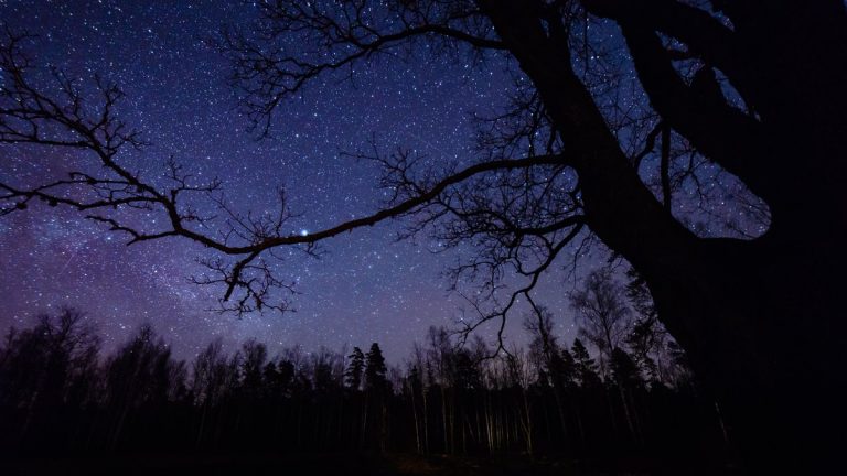 Colorful milky way galaxy seen in night sky through black trees in forest