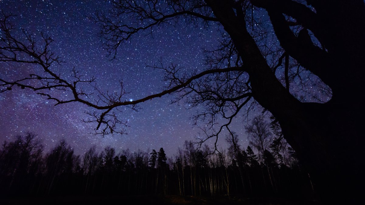 Colorful milky way galaxy seen in night sky through black trees in forest