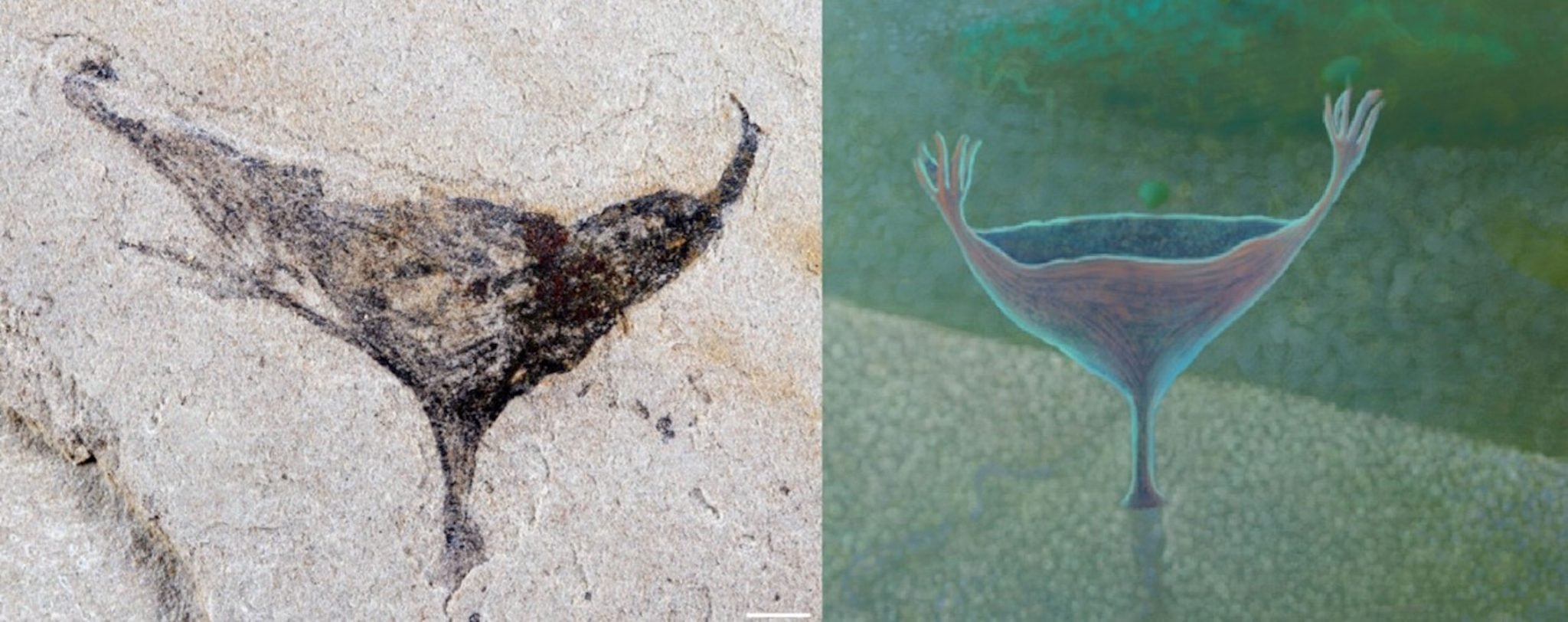 This fossil (plus artist’s reconstruction), found in the Jiangchuan biota (~554-539mya), is an early cnidarian: the phylum that includes jellyfish, sea anemones, and corals. Scale bar: 2mm