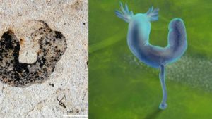 A deuterostome cambroernid fossil from the Jiangchuan Biota (~554-539mya), plus artist’s reconstruction (scale bar: 2mm)