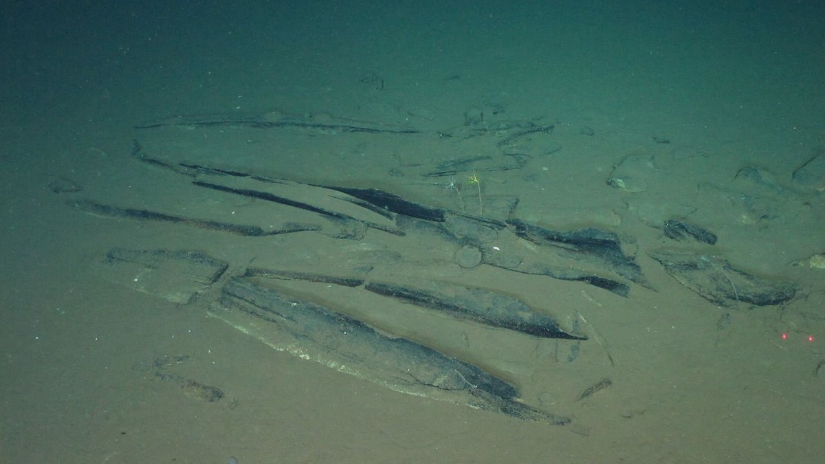 Fossils of possible baleen whale ribs at a water depth of 3.5 miles in the Indian Ocean