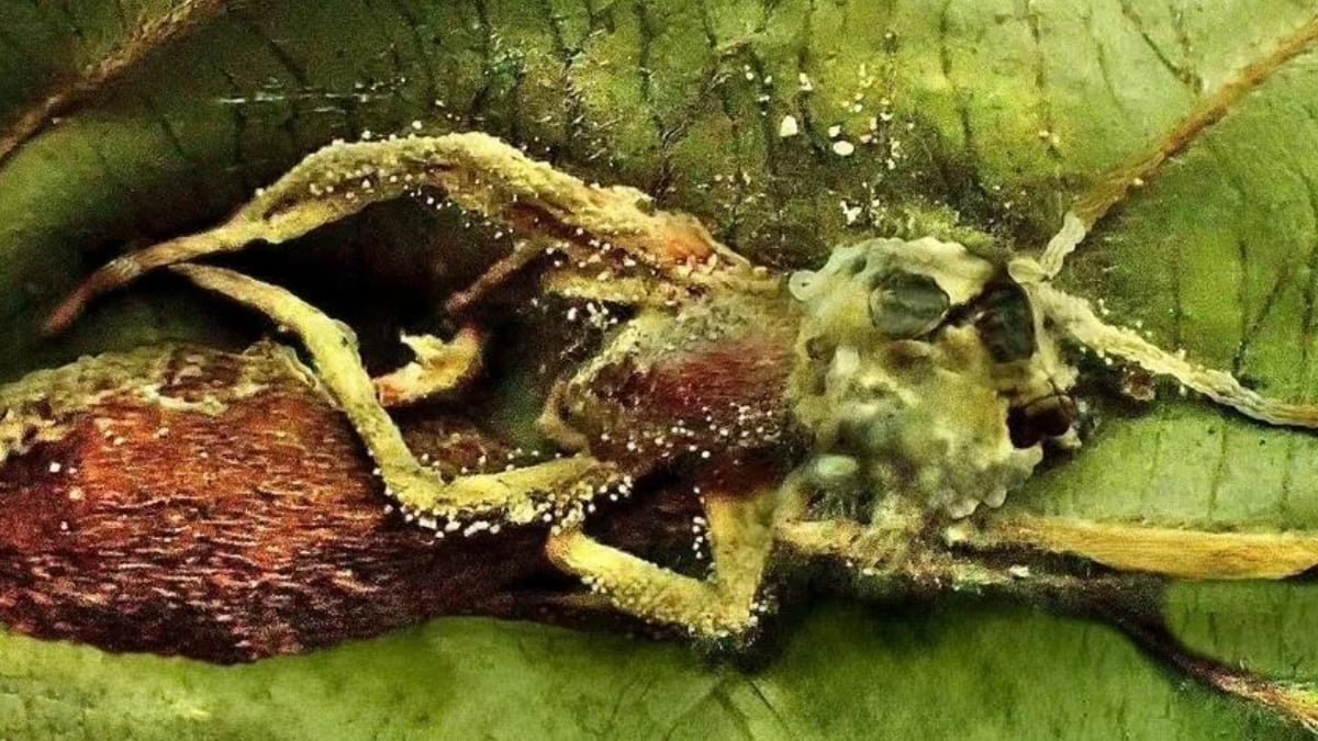 The new species of spider-killing fungus, Leptobacillium geminatum
