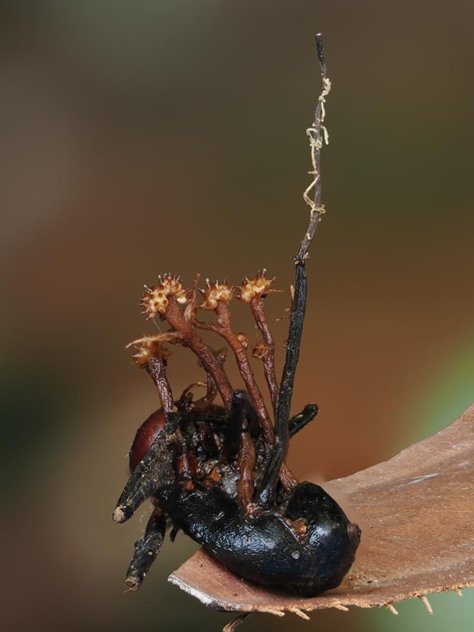 The new species, Pleurocordyceps cornusynnemata – named for its highly distinct horned-shaped structures – is shown growing on a dead ant, which feeds on the original insect-invasive fungus