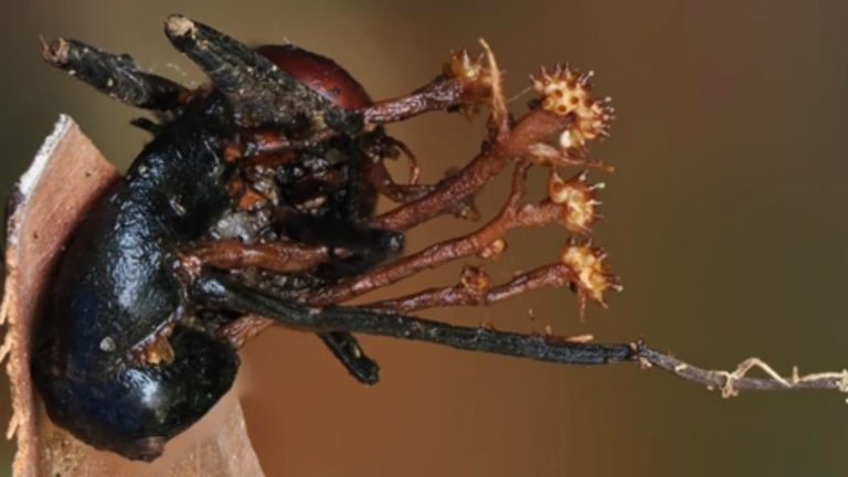 The new species of hyperparasite called Pleurocordyceps cornusynnemata, growing on a dead ant