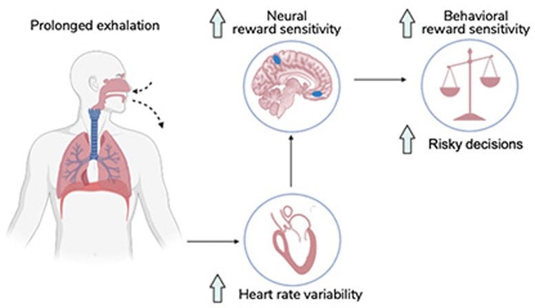 Graphical abstract