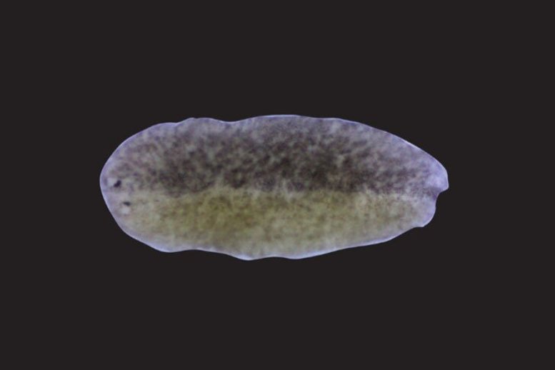 A chimera planarian worm fused from two different strains of planarians