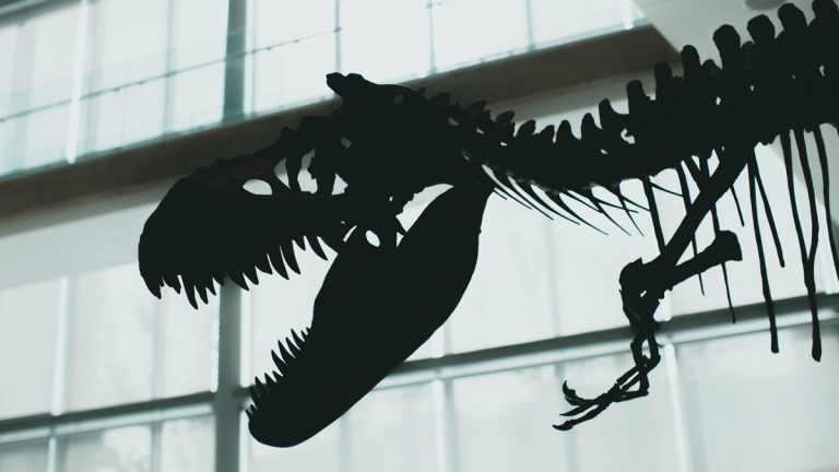 Striking silhouette of a dinosaur skeleton displayed indoors with dramatic lighting