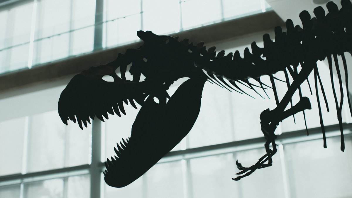 Striking silhouette of a dinosaur skeleton displayed indoors with dramatic lighting