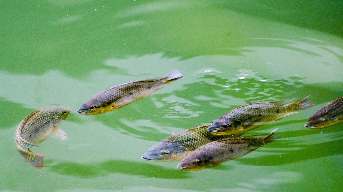 Tilapia fish swimming in green water