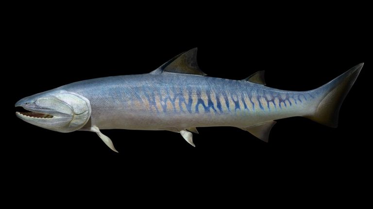 Life reconstruction of the biggest Silurian vertebrate, Megamastax amblyodus