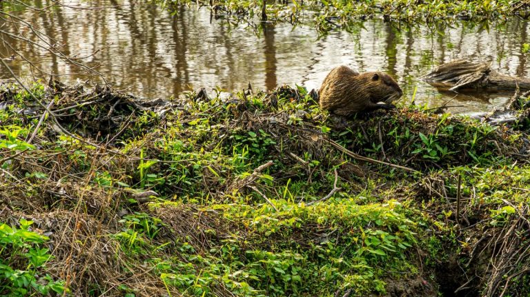 A beaver sits near the water's edge in lush greenery at a wetland area