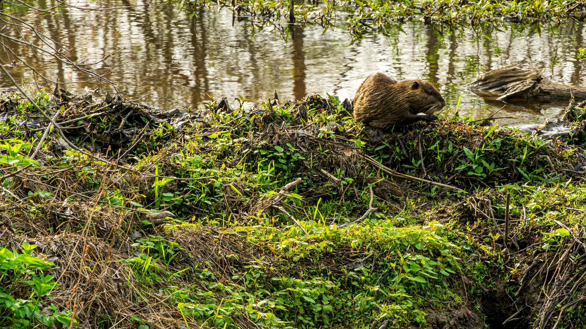 A beaver sits near the water's edge in lush greenery at a wetland area