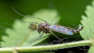 Macro shot of a Chironomidae midge perched on a green leaf, showcasing vibrant details