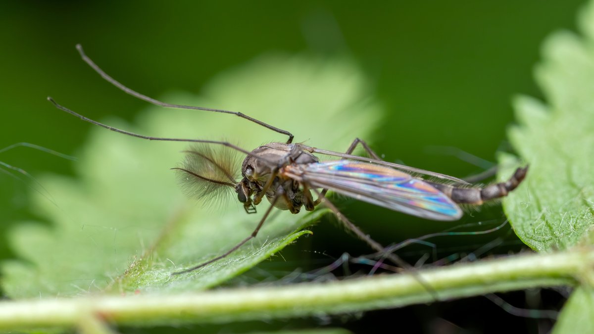 Macro shot of a Chironomidae midge perched on a green leaf, showcasing vibrant details