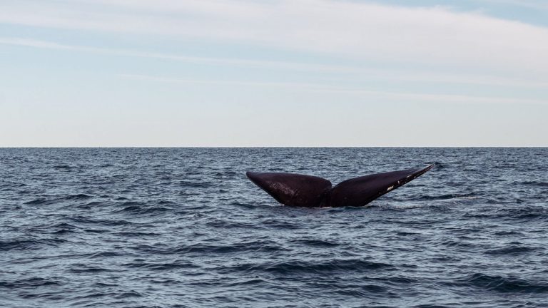 Bowhead whale
