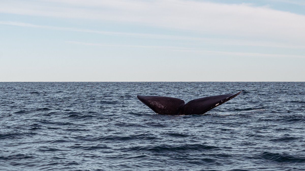 Bowhead whale