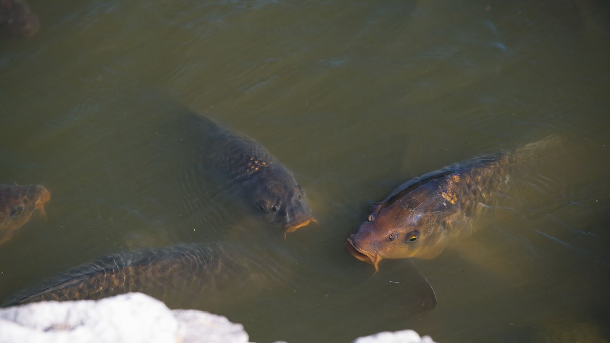Brown freshwater lake fish