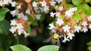 Bumblebee on Bush - Photograph of a bumblebee on some white flowers on a bush. Selective focus on the bee and flowers near the center of image