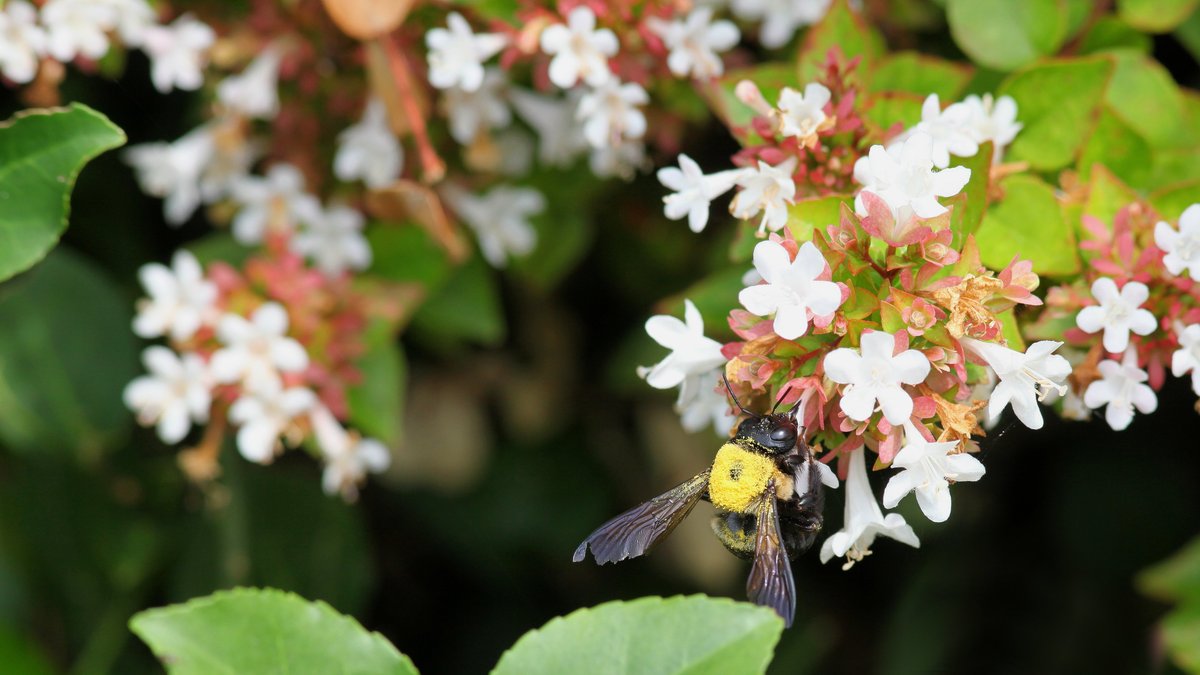 Bumblebee on Bush - Photograph of a bumblebee on some white flowers on a bush. Selective focus on the bee and flowers near the center of image