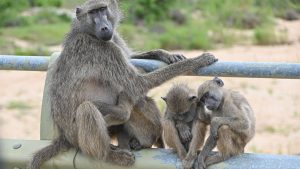 A group of Chacma baboons resting on a railing in a natural reserve in South Africa