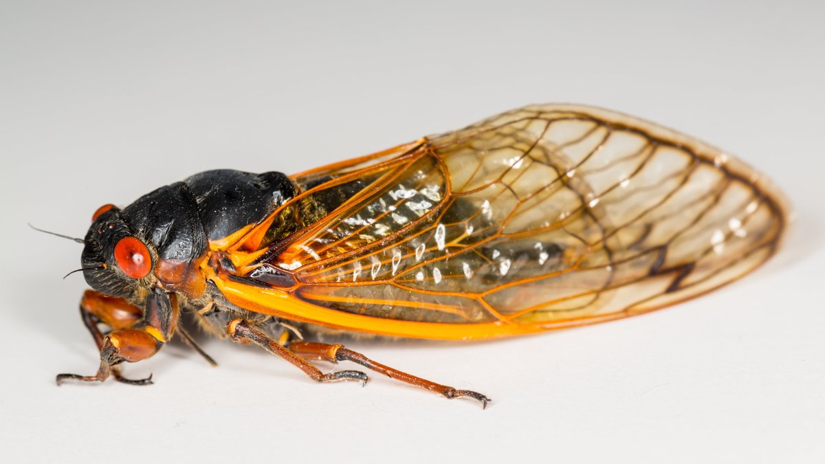 Close-up view of a cicada