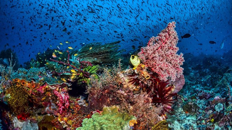 Coral reef fish at night