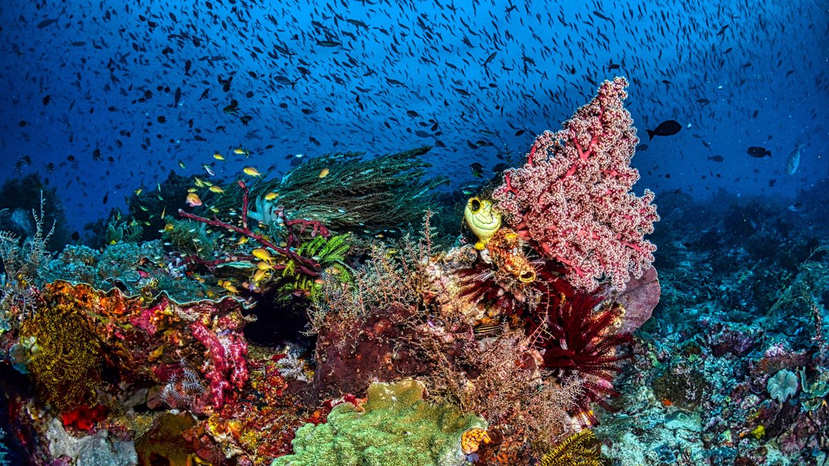 Coral reef fish at night