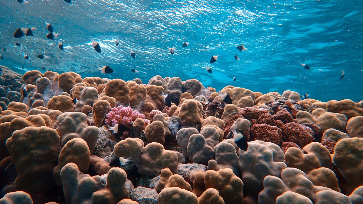 Coral reef ocean warming