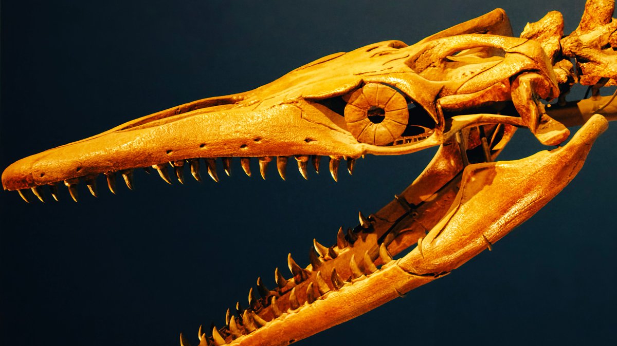 Close-up of a plesiosaur fossil skull showcasing sharp teeth, set against a dark background