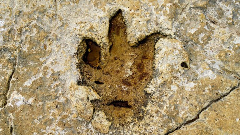 A fossilized dinosaur footprint preserved in rocky ground